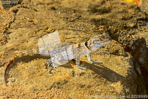 Image of oplurus cuvieri, tsingy de bemahara