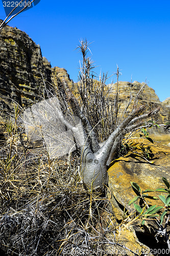 Image of elephant’s-foot, isalo, madagascar