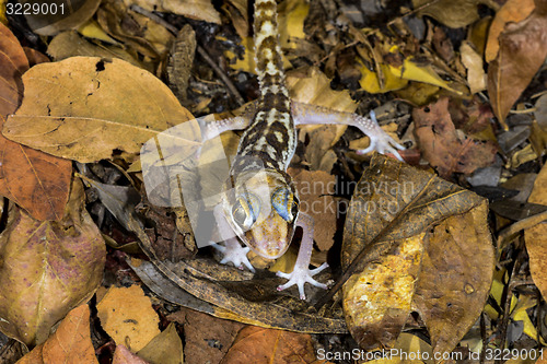 Image of big headed gecko, kirindy