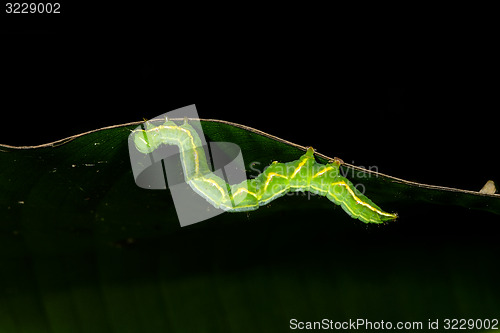 Image of moth caterpillar, ranomafana, madagascar