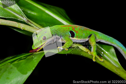 Image of peacock day gecko, phelsuma quadriocellata