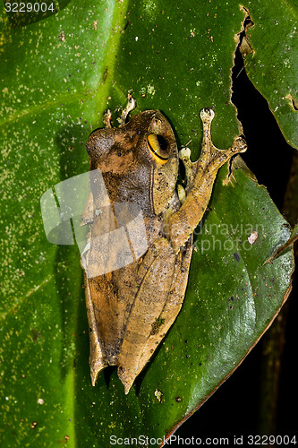 Image of boophis madagascariensis, ranomafana