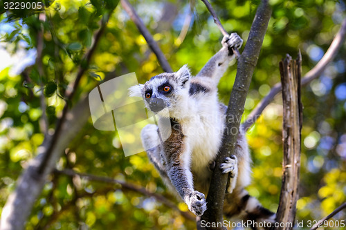 Image of ring-tailed lemur, lemur catta, anja