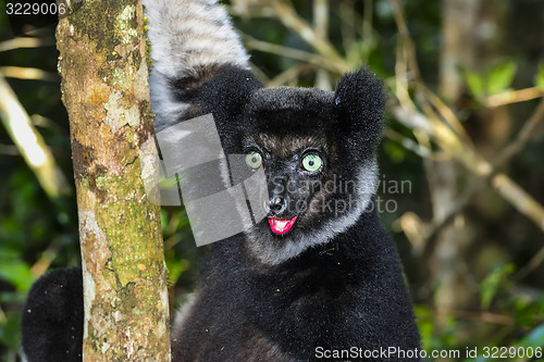 Image of indri, andasibe