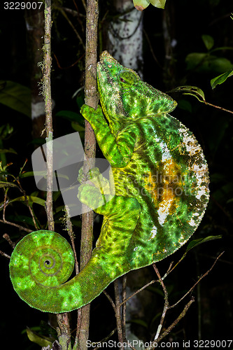 Image of parson’s chameleon, andasibe