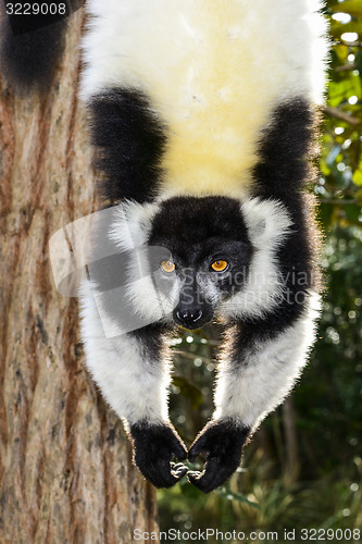 Image of black-and-white ruffed lemur, lemur island, andasibe