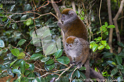 Image of grey bamboo lemur, lemur island, andasibe
