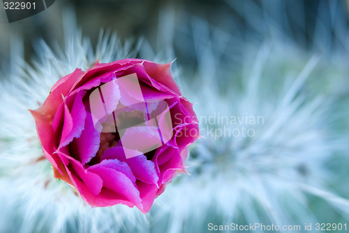 Image of Cactus closed up