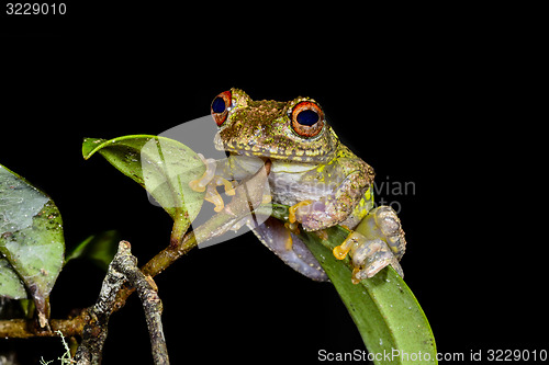 Image of guibe\'s warty treefrog, andasibe