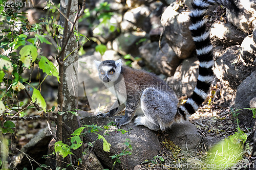 Image of ring-tailed lemur, lemur catta, anja