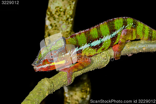 Image of panther chameleon, marozevo, madagascar