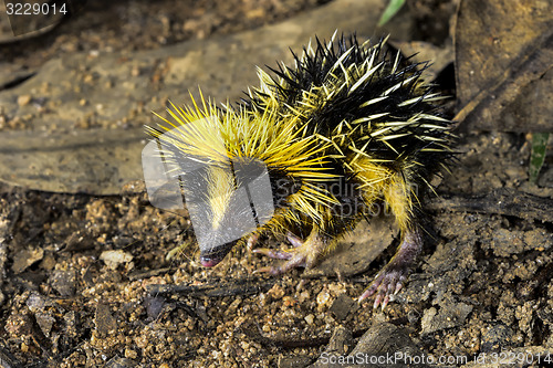 Image of lowland streaked tenrec , andasibe