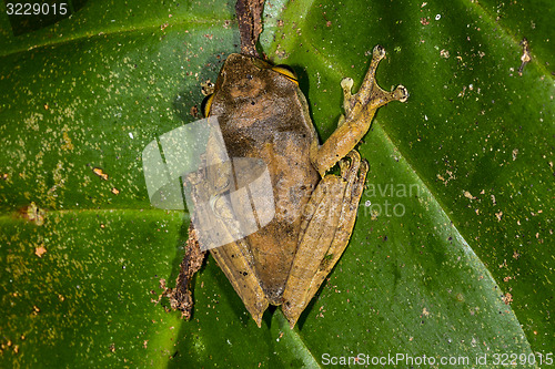 Image of boophis madagascariensis, ranomafana