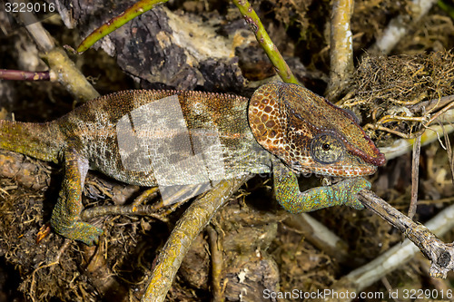 Image of short-horned chameleon, marozevo