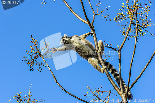 Image of ring-tailed lemur, lemur catta, anja