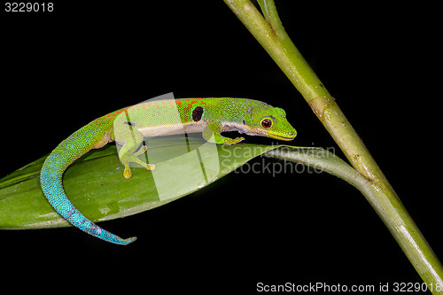 Image of peacock day gecko, phelsuma quadriocellata