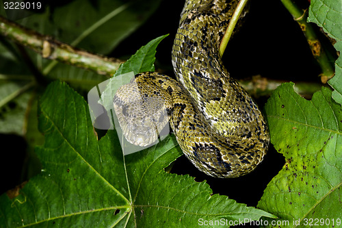 Image of madagascar tree boa, ranomafana, madagascar