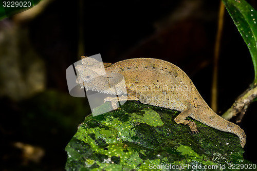 Image of brown leaf chameleon, andasibe