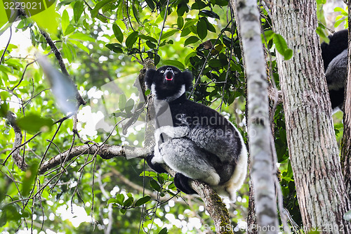 Image of indri, andasibe