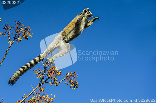 Image of ring-tailed lemur, lemur catta, anja