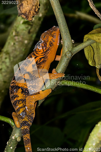 Image of panther chameleon, marozevo