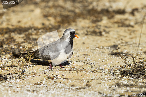 Image of namaqua dove, ifaty