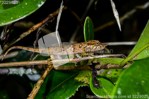 Image of big-nosed chameleon, calumma nasutum, ranomafana