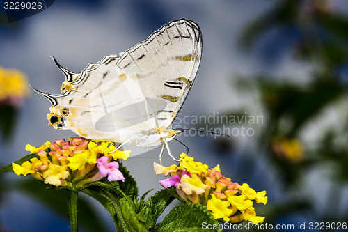 Image of african map butterfly, ranomafana