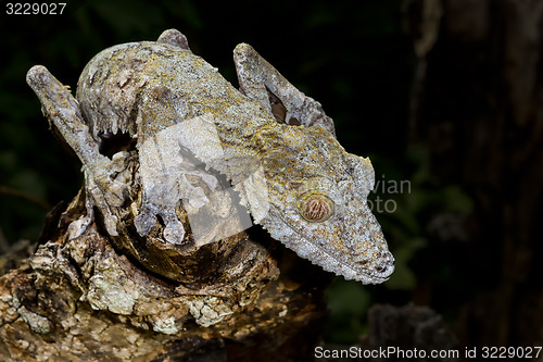 Image of giant leaf-tail gecko, marozevo