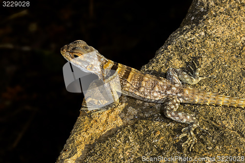 Image of oplurus cuvieri, tsingy de bemahara