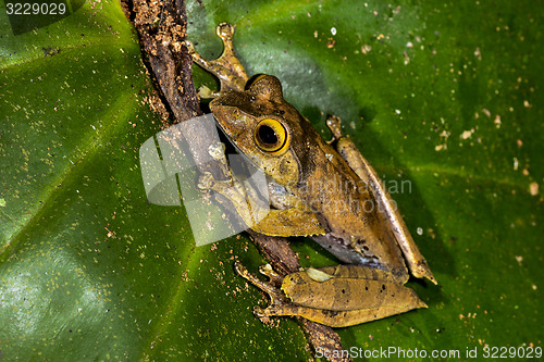 Image of boophis madagascariensis, ranomafana