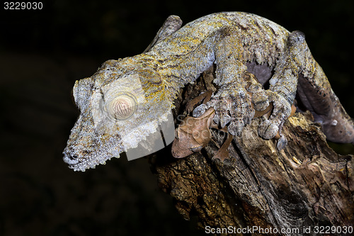 Image of \"hostage situation\", giant leaf-tail gecko, marozevo