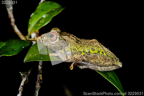 Image of guibe\'s warty treefrog, andasibe