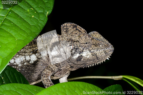 Image of furcifer oustaleti, marozevo