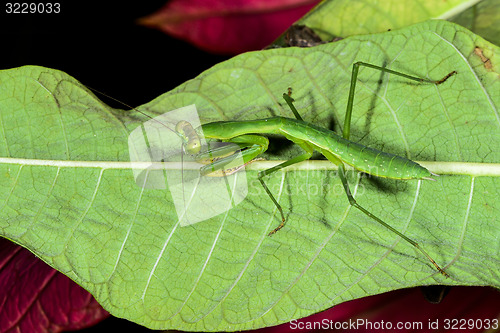 Image of praying mantis, ranomafana