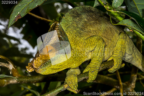 Image of parson’s chameleon, marozevo