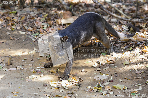 Image of very angry fossa, kirindy