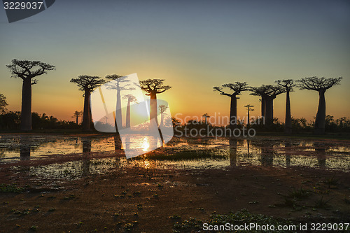 Image of baobab avenue, menabe