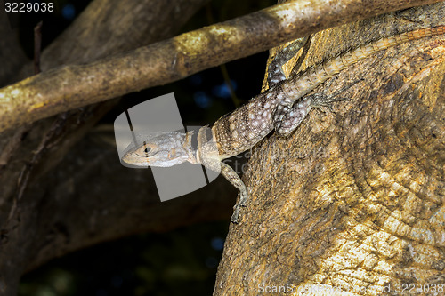 Image of oplurus cuvieri, tsingy de bemahara