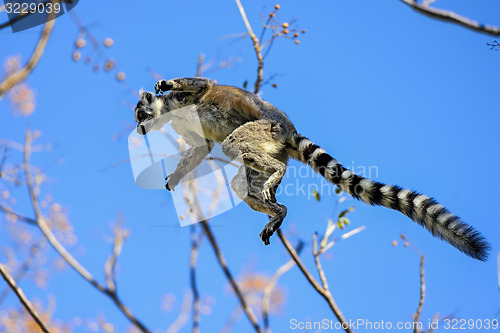 Image of ring-tailed lemur, lemur catta, anja