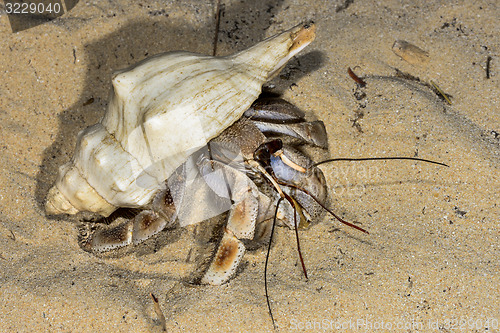 Image of hermit crab, ifaty