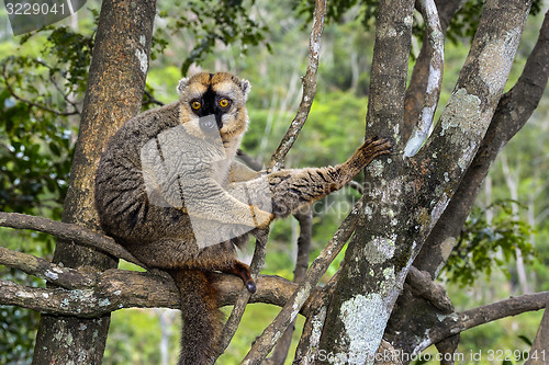 Image of red-fronted brown lemur, lemur island, andasibe