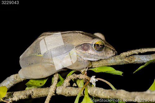 Image of boophis doulioti, kirindy