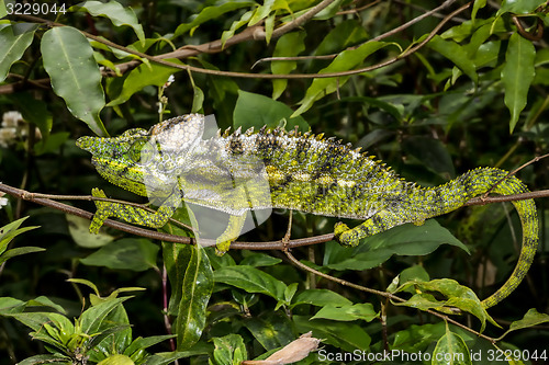 Image of antimena chameleon, marozevo