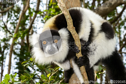 Image of black-and-white ruffed lemur, lemur island, andasibe