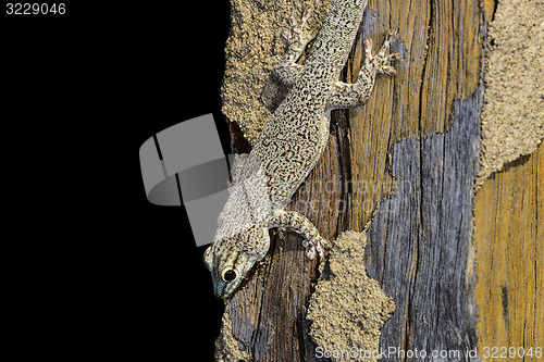 Image of thicktail day gecko, isalo