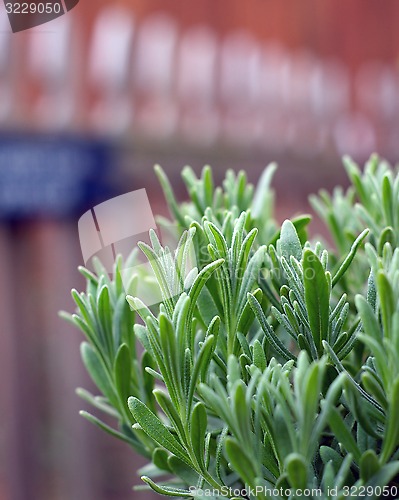 Image of lavender plant growing in garden