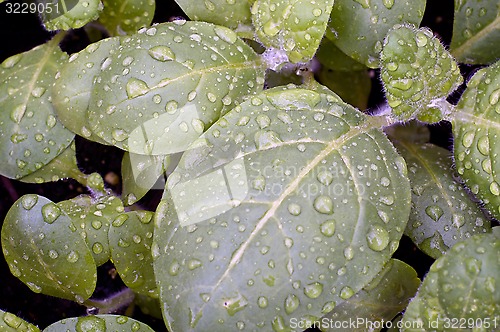 Image of sacred hopi tobacco after rain