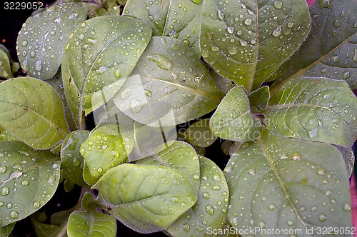 Image of sacred jasmine aztec tobacco after rain