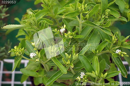 Image of stevia plant in bloom